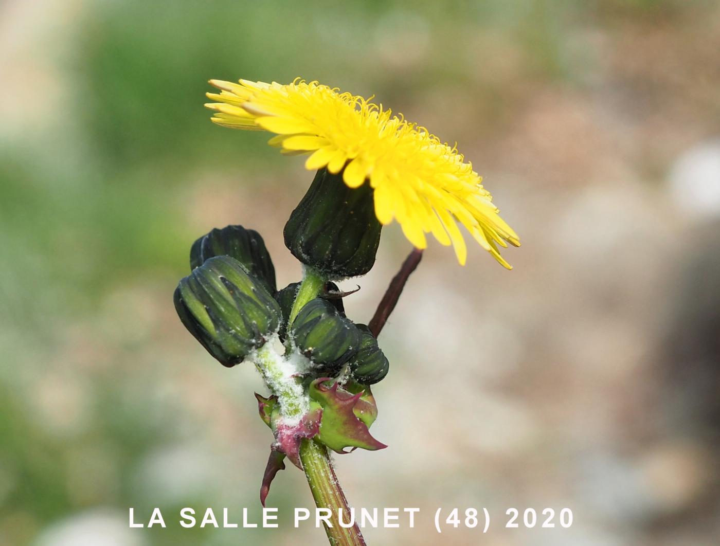 Sow-thistle, Common flower